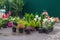 Plant nursery growing and selling different garden plants. Green business concept