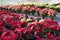 Plant nursery with poinsettia flowers
