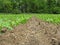 Plant nutrition, fertilizer granules on sugar beet field.