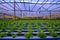 Plant organic hydroponics green vegetable