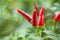 Plant of ornamental chili in vegetable garden