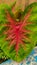 Plant ornamental taro which is reddish green