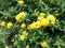 Plant ornamented with yellow flowers. Each flower is a bouquet of little flowers