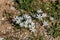 Plant Ornithogalum grows in a mountain meadow close-up