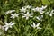 Plant Ornithogalum grows in a mountain meadow close-up