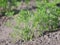 Plant parsley on the bed