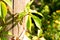 Plant Parthenocissus quinquefolia on a wooden pole