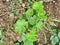 Plant of Pelargonium /geaniums, pelargoniums/storksbills Flower Growing in a Home Garden Background; Top view