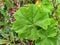 Plant of Pelargonium, pelargoniums/storksbills Flower Plant Leaves: Home Garden Background; Top view