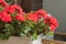 Plant Pelargonuim, in a plastic pot, on the balcony.