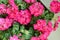 Plant Pelargonuim, in a plastic pot, on the balcony. Pink pelar
