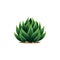 Plant pelmeri agave americana cactus cartoon icon
