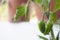 Plant of peppers of the Fish Pepper variety during fruit ripening. Blurred background, lots of space for text