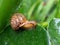 Plant pest, Asian trampsnail is visible on the foliage