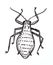 Plant pest green peach aphid. Drawing illustration.