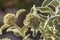 The plant Phlomis fruticosa close-up