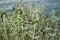 The plant Phlomis fruticosa, Jerusalem sage in spring season on the blurry sea coast