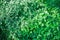 Plant photo nettle. Nettle with green leaves top view. Background the plant is nettles. Plant. Nature background. Toning