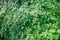 Plant photo nettle. Nettle with green leaves top view. Background the plant is nettles. Plant. Nature background. Toning