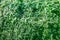 Plant photo nettle. Nettle with green leaves top view. Background the plant is nettles. Plant. Nature background. Toning