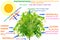 Plant photosynthesis concept