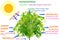 Plant photosynthesis concept