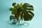 Plant Pilea peperomioide and monstera and water