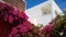 The plant is pink in color twisting around the walls of Oia on Santorini island