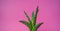 Plant on pink. Tropical Greens minimal art design.Contemporary Art.