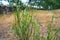 Plant with pods in the meadow