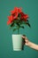 Plant poinsettia floral bloom gift seasonal celebrate christmas red flower holiday growing