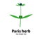 Plant with poisonous berries Paris herb