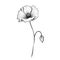 plant Poppy flower ai generated