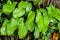 Plant portrait arum lily leaves