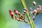 Plant portrait common figwort