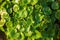 Plant portrait common scurvygrass