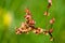 Plant portrait common sorrel seeds