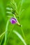 Plant portrait common vetch