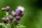 Plant portrait creeping thistle