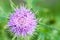 Plant portrait creeping thistle