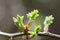 Plant portrait dog rose leaves