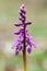 Plant portrait early purple orchid