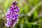 Plant portrait early-purple orchid