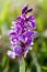 Plant portrait early-purple orchid