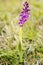 Plant portrait early-purple orchid