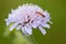 Plant portrait field scabious