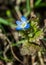 Plant portrait field speedwell