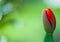 Plant portrait garden tulip