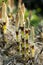 Plant portrait great horsetail