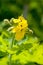 Plant portrait greater celandine